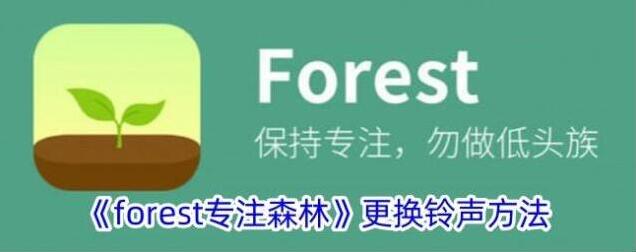 Forest专注森林