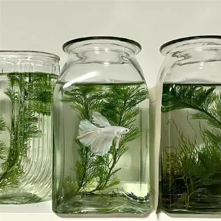 木槿