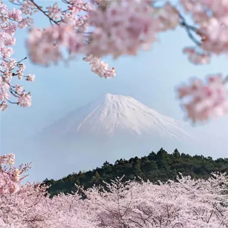 屠烬
