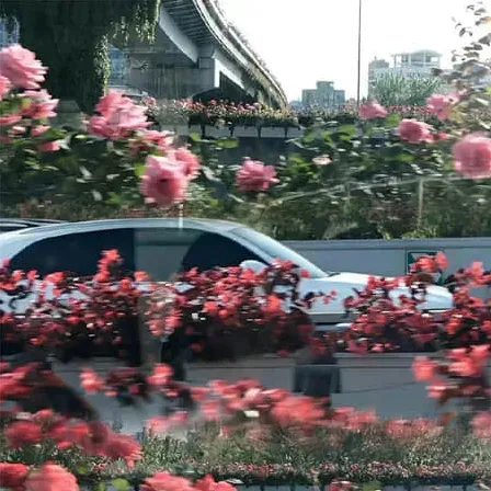 带璃