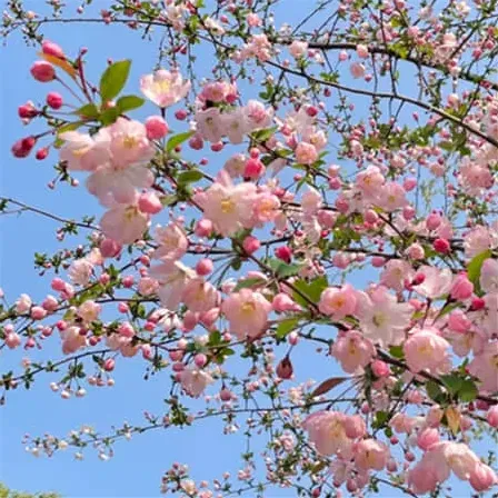 谐音梗