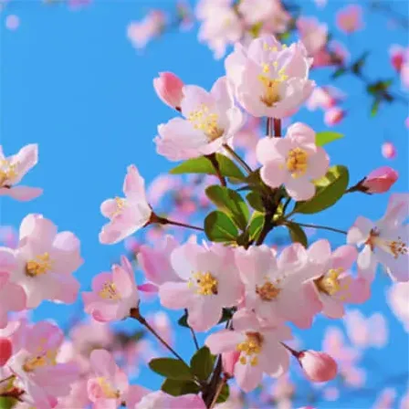 林深