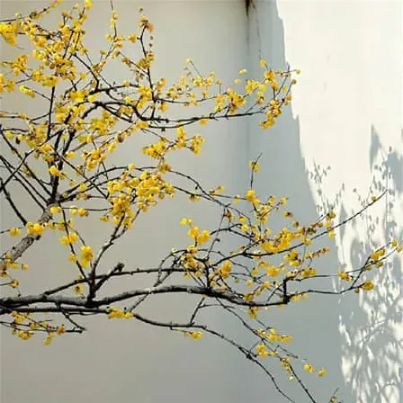 柒月