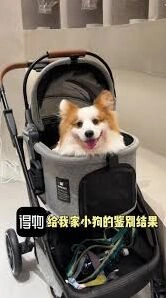 《得物》宠物鉴别操作教程